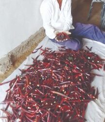 कर्जतमध्ये ‌‘लाल भेंडी’ ची शेती