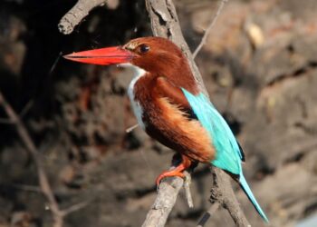 अलिबागमध्ये पहिल्यांदाच दुर्मिळ ‌‘रेड नॉट’चे दर्शन