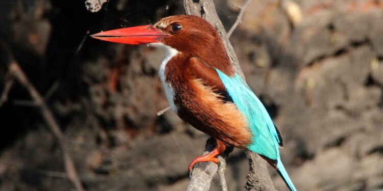 अलिबागमध्ये पहिल्यांदाच दुर्मिळ ‌‘रेड नॉट’चे दर्शन
