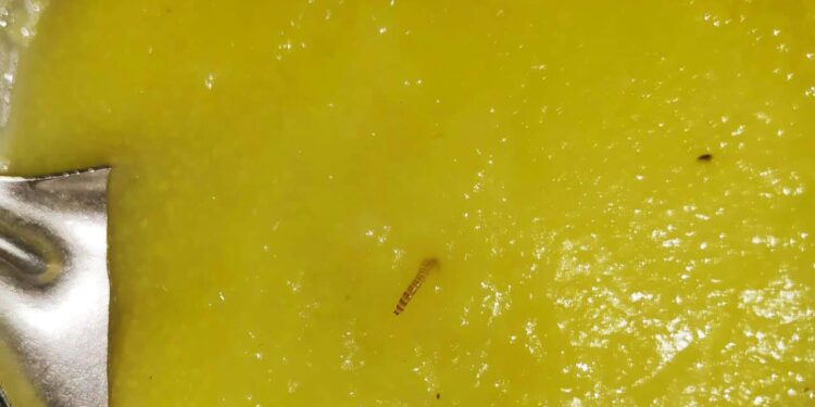 पनवेल वसतिगृहात विद्यार्थ्यांच्या अन्नात झुरळ, अळ्या