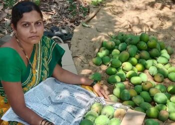 चौलमधून पहिला हापूस मुंबईत दाखल