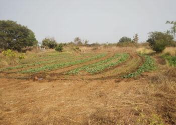 पाच गुंठ्यांत घेतले कलिंगडाचे बंपर उत्पन्न