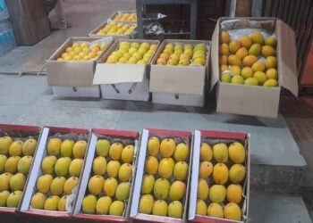 सर्वसामान्यांसाठी हापूस आंबट