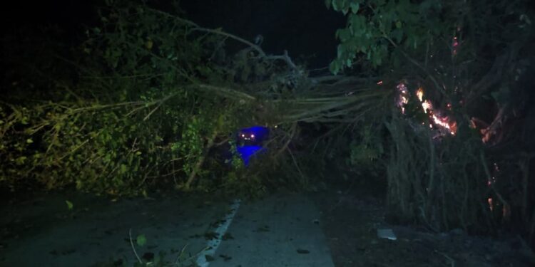 पाली-खोपोली मार्गावर झाड कोसळले