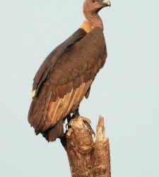 गिधाड या दुर्मिळ पक्षांच्या घरट्यात अंडी