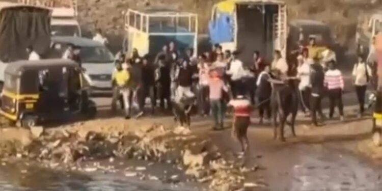 बैलगाडा शर्यती दरम्यान राडा