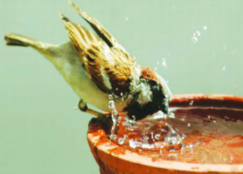 मातीच्या भांड्यात ठेवा पक्ष्यांसाठी पाणी
