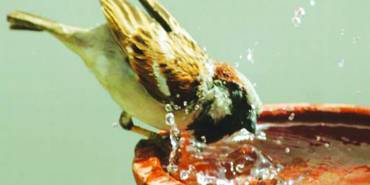 मातीच्या भांड्यात ठेवा पक्ष्यांसाठी पाणी