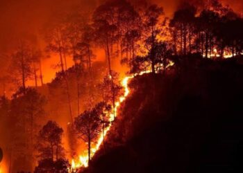 कोलाडचा डोंगर वणव्याने होरपळतोय