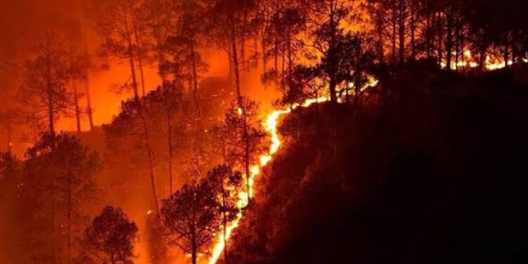 कोलाडचा डोंगर वणव्याने होरपळतोय