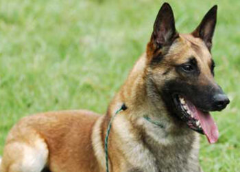 मार्शल लढतीआधी सांगतो विजयी संघाचे नाव