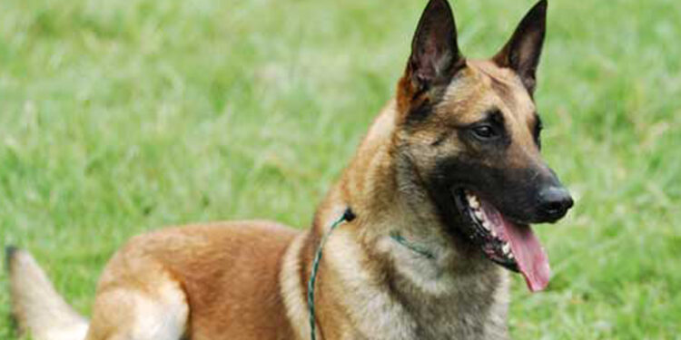 मार्शल लढतीआधी सांगतो विजयी संघाचे नाव