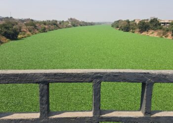 उल्हास नदीला जलपर्णीच्या विळखा