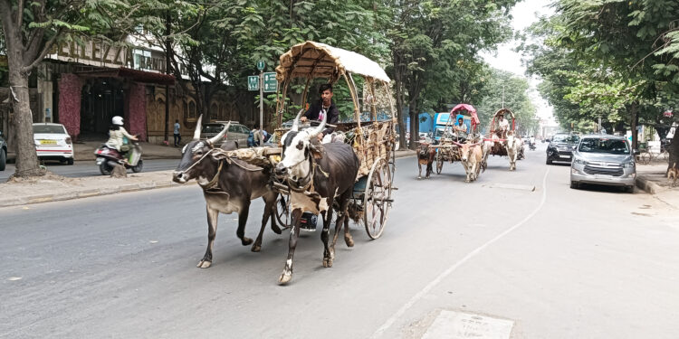 व्यवसायासाठी बैलगाडीचे योगदान
