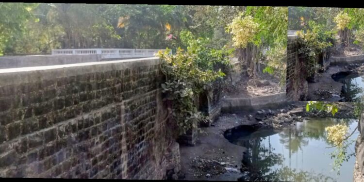 चिकणी पूलाला झाडाझुडपांचा विळखा