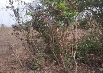 रानमेव्याला वणव्यांचे ग्रहण