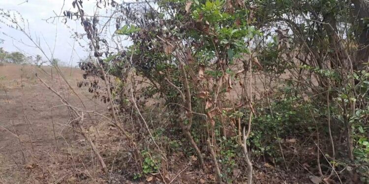 रानमेव्याला वणव्यांचे ग्रहण