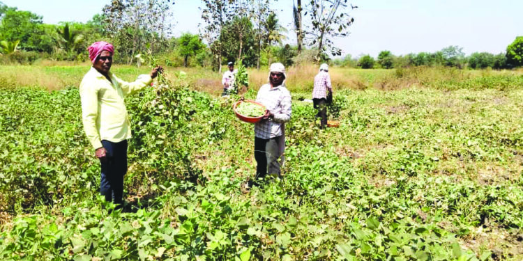 कर्जतमध्ये गावठी कडधान्याची लागवड