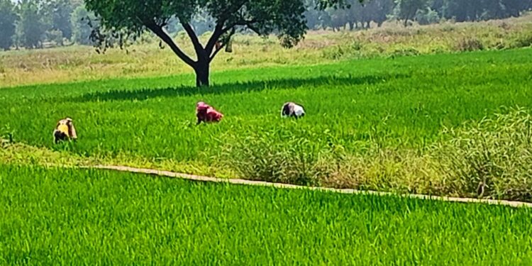 उन्हाळी हंगामातील भातशेती बहरली