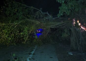 आग लागून झाड कोसळले