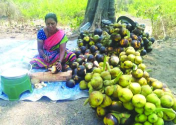 चौलमधील ताडगोळ्यांना पर्यटकांची पसंती