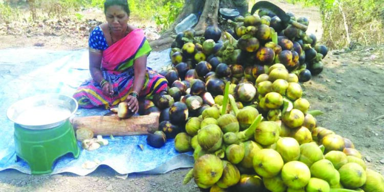 चौलमधील ताडगोळ्यांना पर्यटकांची पसंती