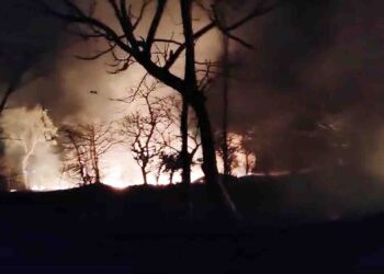 तळा तालुक्यात वनसंपदा धोक्यात