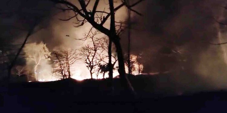 तळा तालुक्यात वनसंपदा धोक्यात