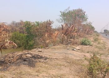 चार हजार नारळाच्या रोपांची सुरक्षा ऐरणीवर