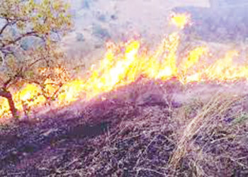 वणव्यांमुळे वनसंपदेचे नुकसान