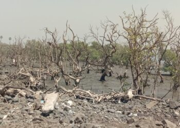 घारापुरीतील कांदळवन निष्पर्ण; वन्यजीव अभ्यासकांकडून चिंता