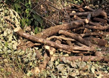 कशेळे हद्दीत बेसुमार जंगलतोड