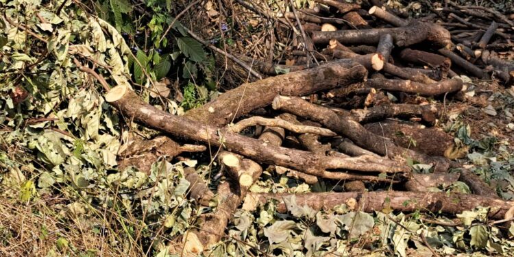 कशेळे हद्दीत बेसुमार जंगलतोड