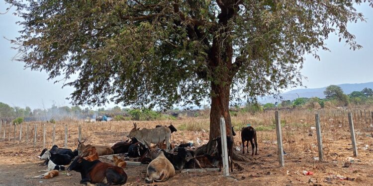 वाढत्या उष्म्यामुळे सारेच परेशान