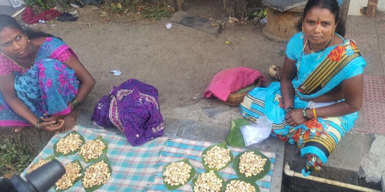 काजुगरामुळे आदिवासी महिलांना रोजगार