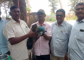 मुरुडमध्ये लांडोराला जीवदान