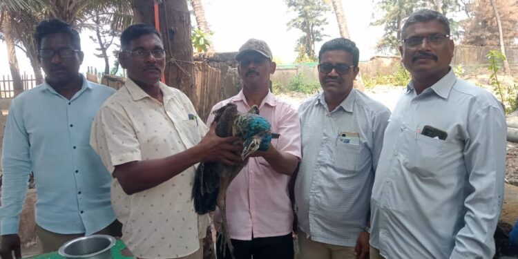 मुरुडमध्ये लांडोराला जीवदान