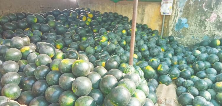 रायगडच्या कलिंगडाची गोडी हरपली लिंबूनेही फोडला घाम