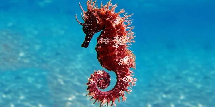 श्रीवर्धनच्या खाडीत आढळला समुद्री घोडा