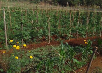 धरणाच्या पाण्यावर बहरली शेती