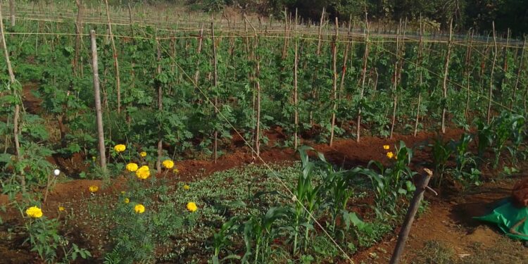 धरणाच्या पाण्यावर बहरली शेती