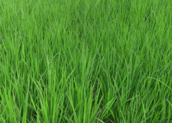 उन्हाळी भातक्षेत्राला अखेरची घरघर