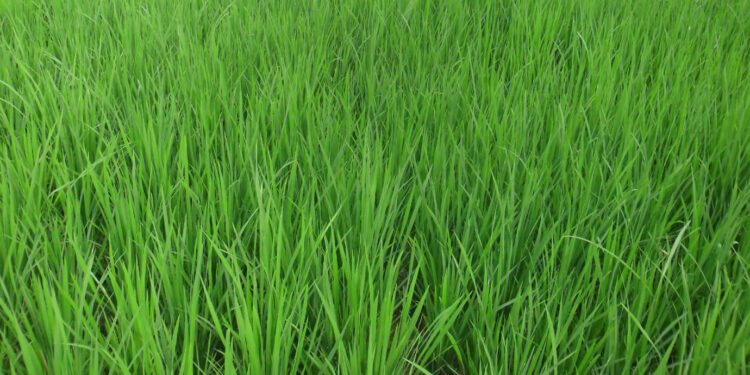 उन्हाळी भातक्षेत्राला अखेरची घरघर