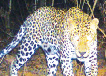 श्रीवर्धनमध्ये बिबट्याची दहशत