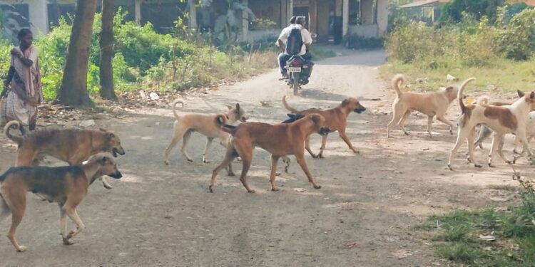 पालीत भटक्या पिसाळलेल्या कुत्र्यांची दहशत