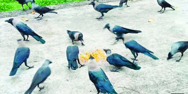 औद्योगिकीकरणात ‘काकस्पर्श’ दुर्मिळ