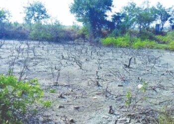 उरणमध्ये दिवसाढवळ्या खारफुटीची कत्तल