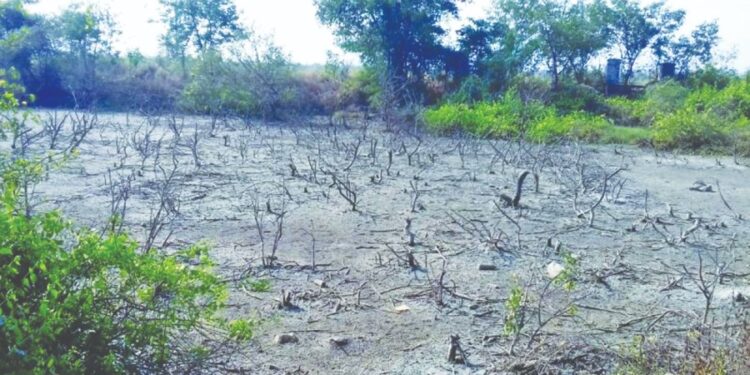 उरणमध्ये दिवसाढवळ्या खारफुटीची कत्तल