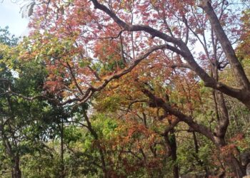 नवीन पालवीने झाडांचे आकर्षण वाढले