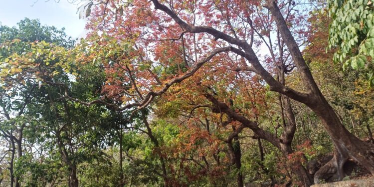 नवीन पालवीने झाडांचे आकर्षण वाढले